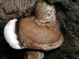 bracket fungi (Fomitopsis cajanderi)/200508239199 bracket fungi (Fomitopsis cajanderi) - Oakland Co..jpg