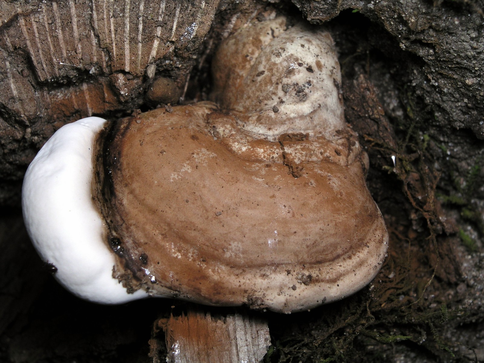 200508239199 bracket fungi (Fomitopsis cajanderi) - Oakland Co..jpg