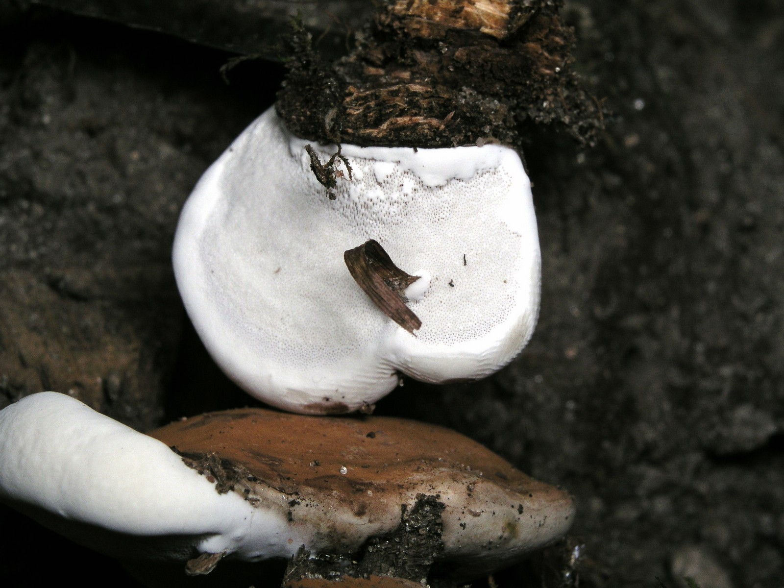 200508239202 bracket fungi (Fomitopsis cajanderi) - Oakland Co..jpg