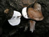 200508239203 bracket fungi (Fomitopsis cajanderi) - Oakland Co..jpg