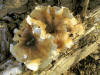 200602190429 large Polypore mushroom (Polyporus sp) - Oakland Co.JPG