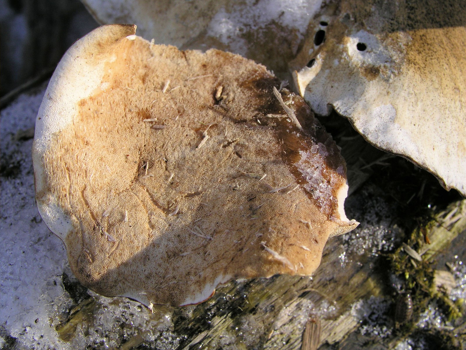 200602190432 large Polypore mushroom (Polyporus sp) - Oakland Co.JPG