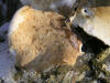 200602190432 large Polypore mushroom (Polyporus sp) - Oakland Co.JPG