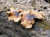 200603120084 large Polypore mushroom (Polyporus sp) - Oakland Co.JPG