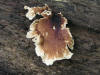 200609162967 large Polypore mushroom (Polyporus sp) - Oakland Co.JPG