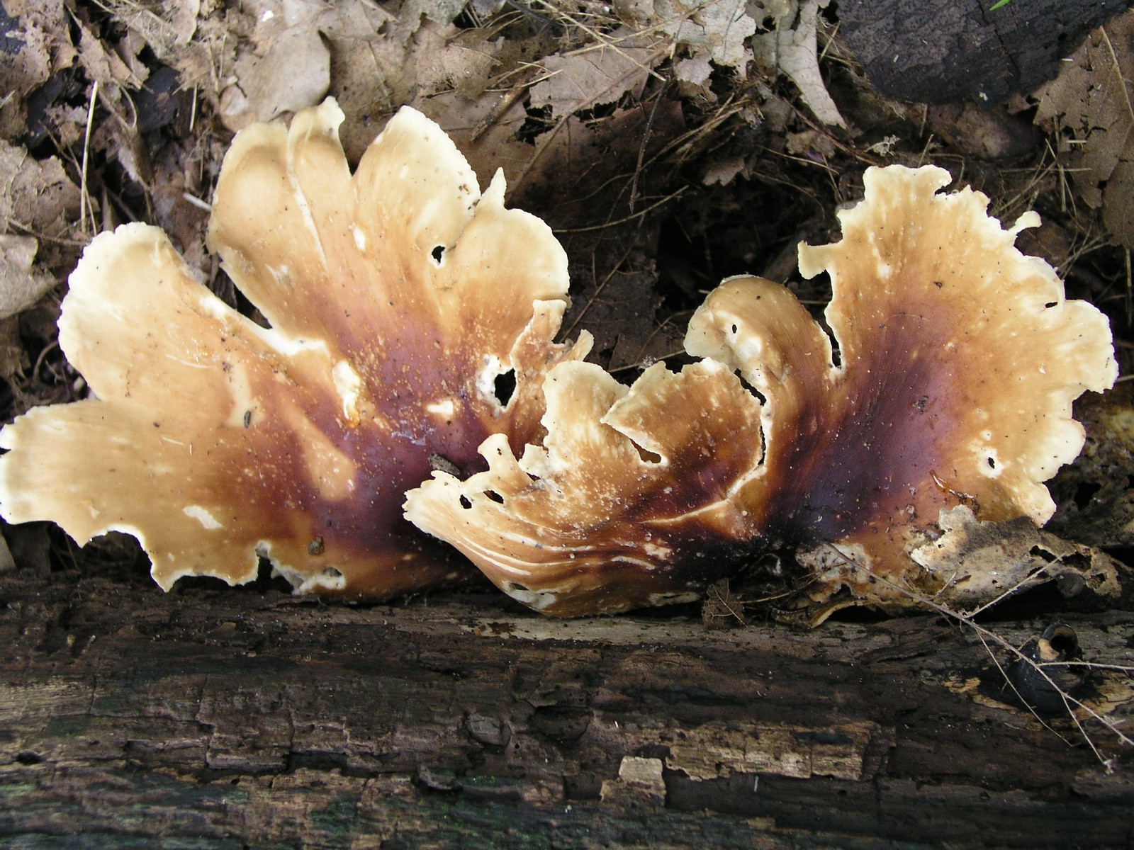 200609162969 large Polypore mushroom (Polyporus sp) - Oakland Co.JPG