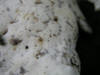 200609162971 large Polypore mushroom (Polyporus sp) - Oakland Co.JPG