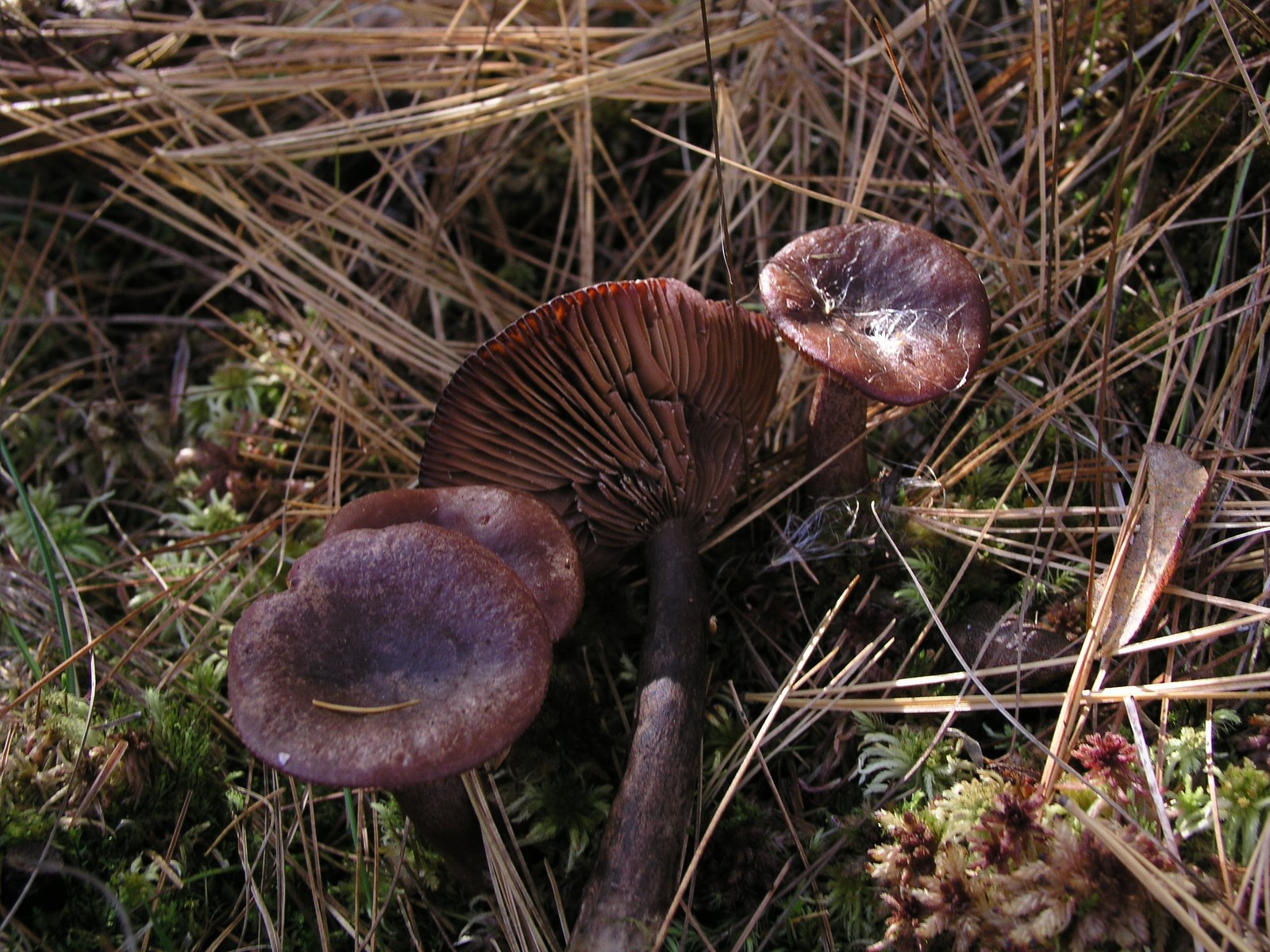 200510309939 Brown gill fungus in Bog - Isabella Co.jpg