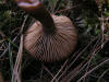 200510309942 Brown gill fungus in Bog - Isabella Co.jpg