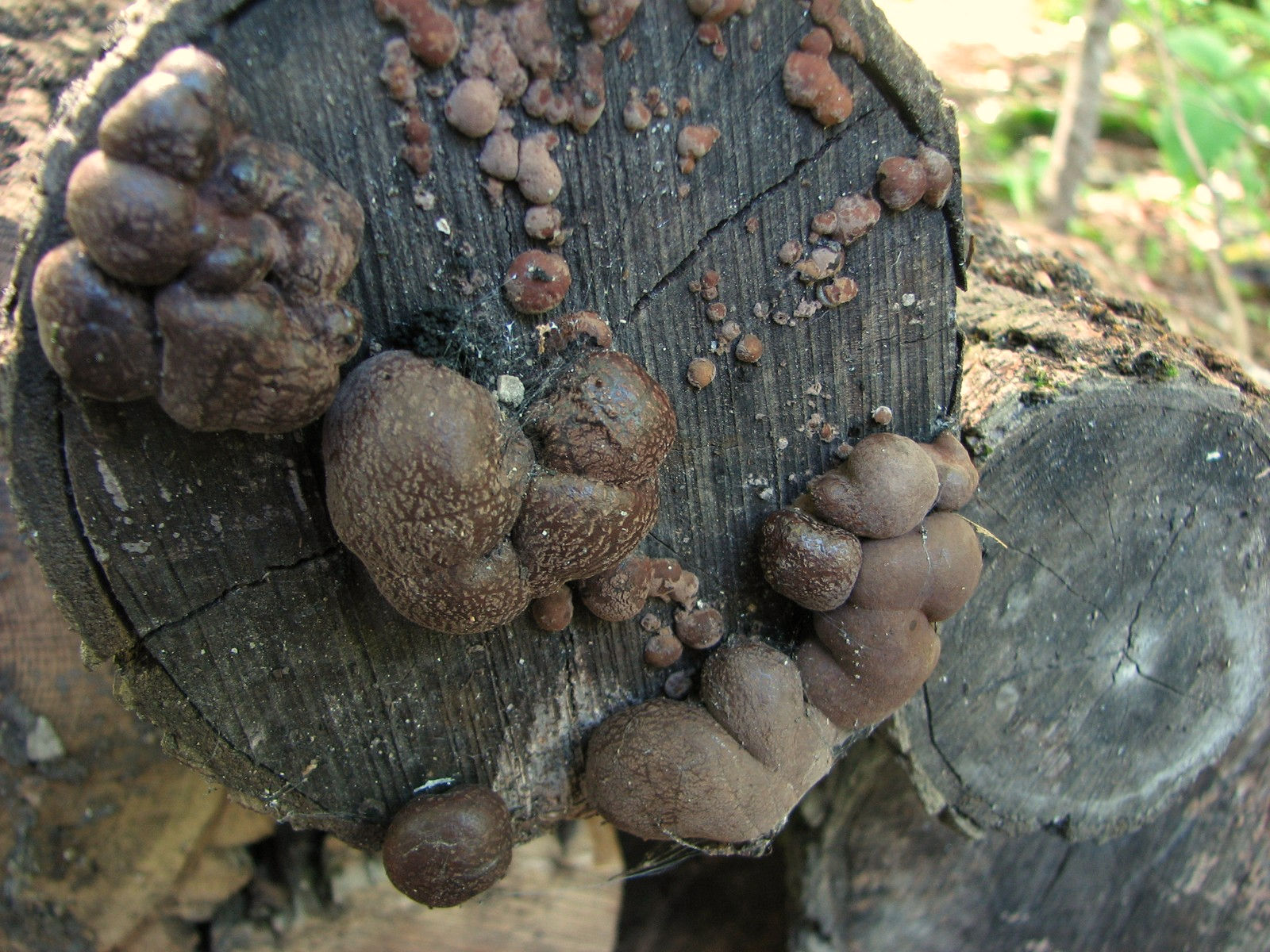 200807311053001 Wolf's Milk or Toothpaste Slime (Lycogala epidendrum) old and hard fungi - Manitoulin Island.JPG