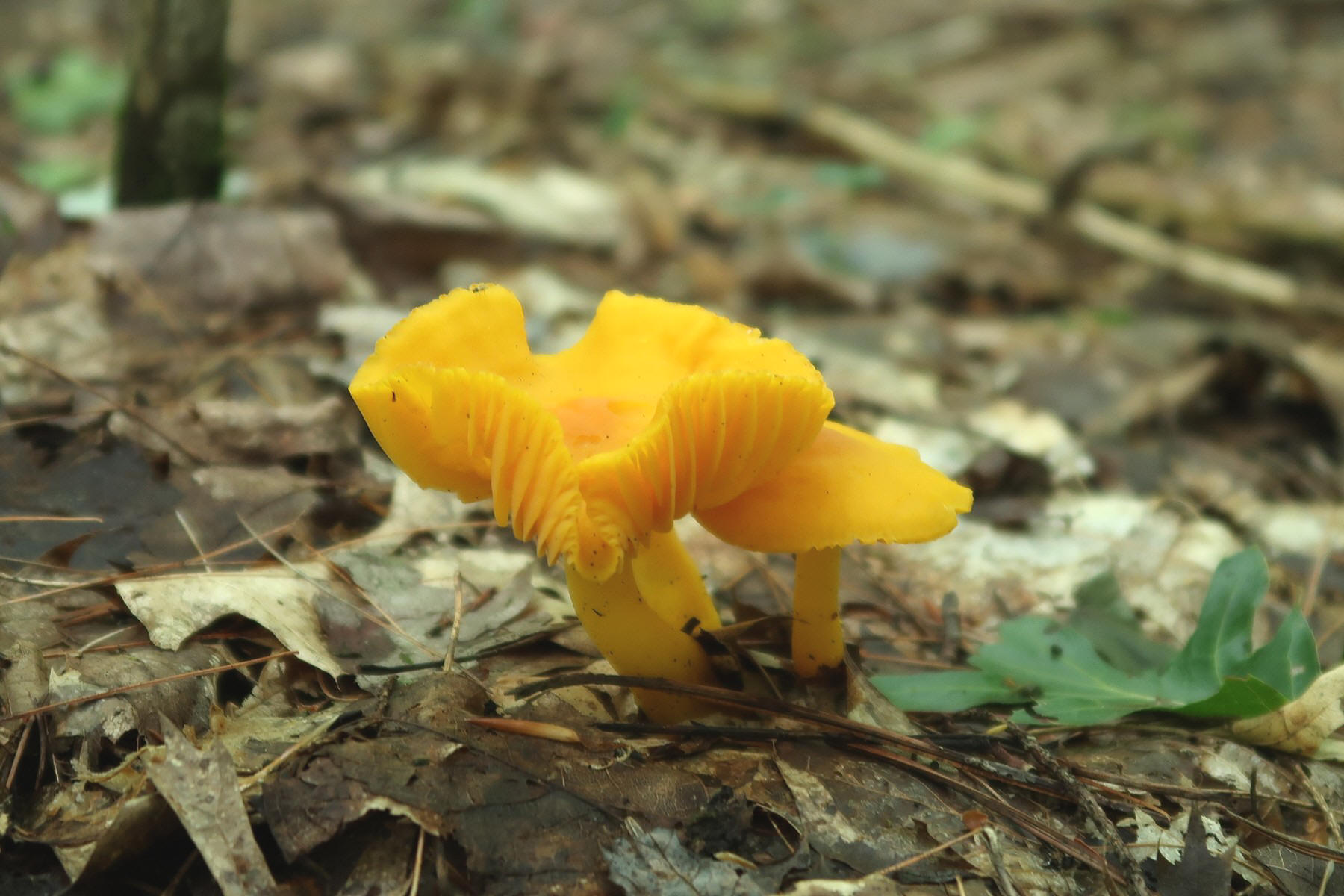 202008301409006 Golden Chanterelle (Cantharellus cibarius) mushroom - Hartwick Pines State Park, Crawford Co.JPG
