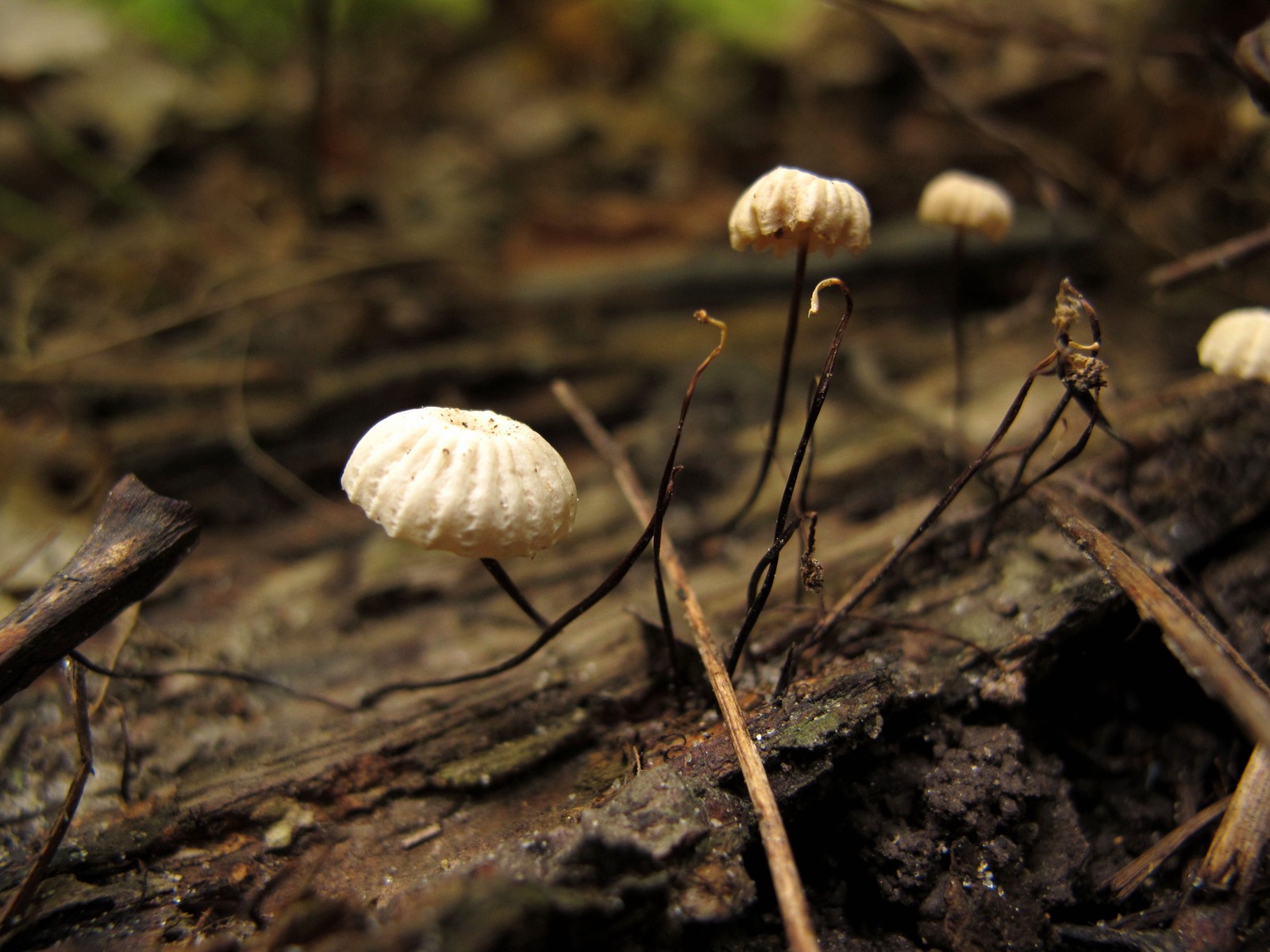 201109251145016 Horsehair Mushroom (Marasmius rotula) - Bald Mountain RA, Oakland Co, MI.JPG