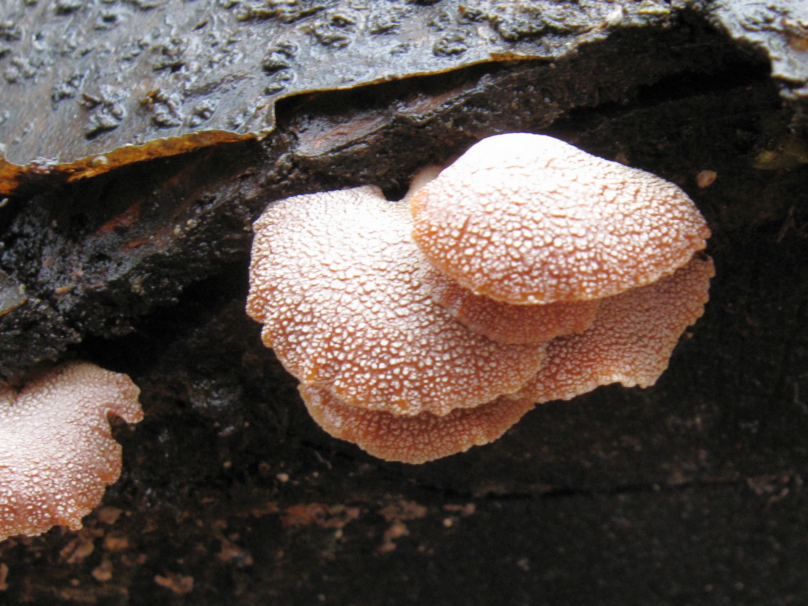 20100313151201 Crepidotus sp. - Bald Mountain RA.JPG