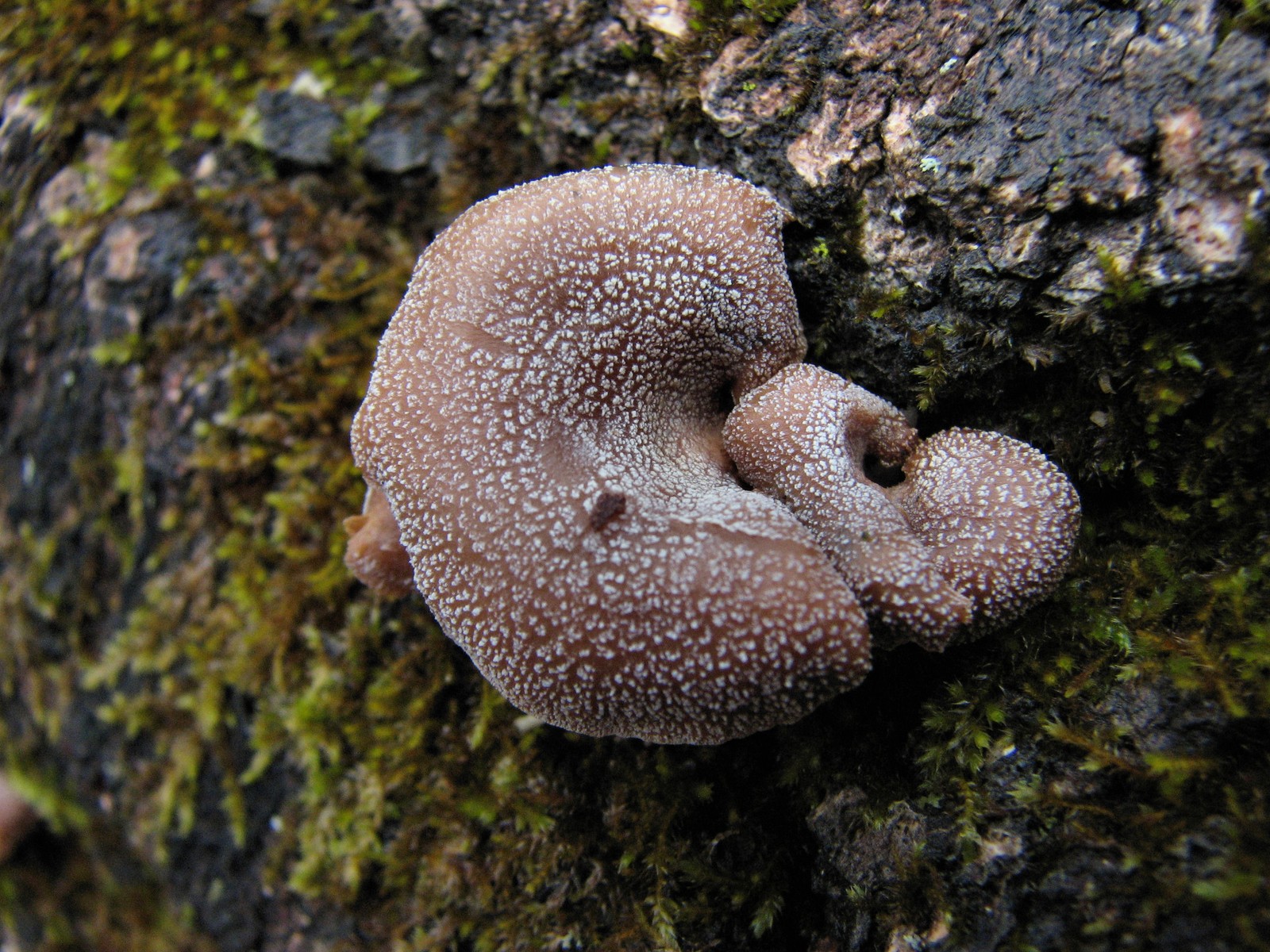 20100314161401 Crepidotus sp. - Bald Mountain RA.JPG