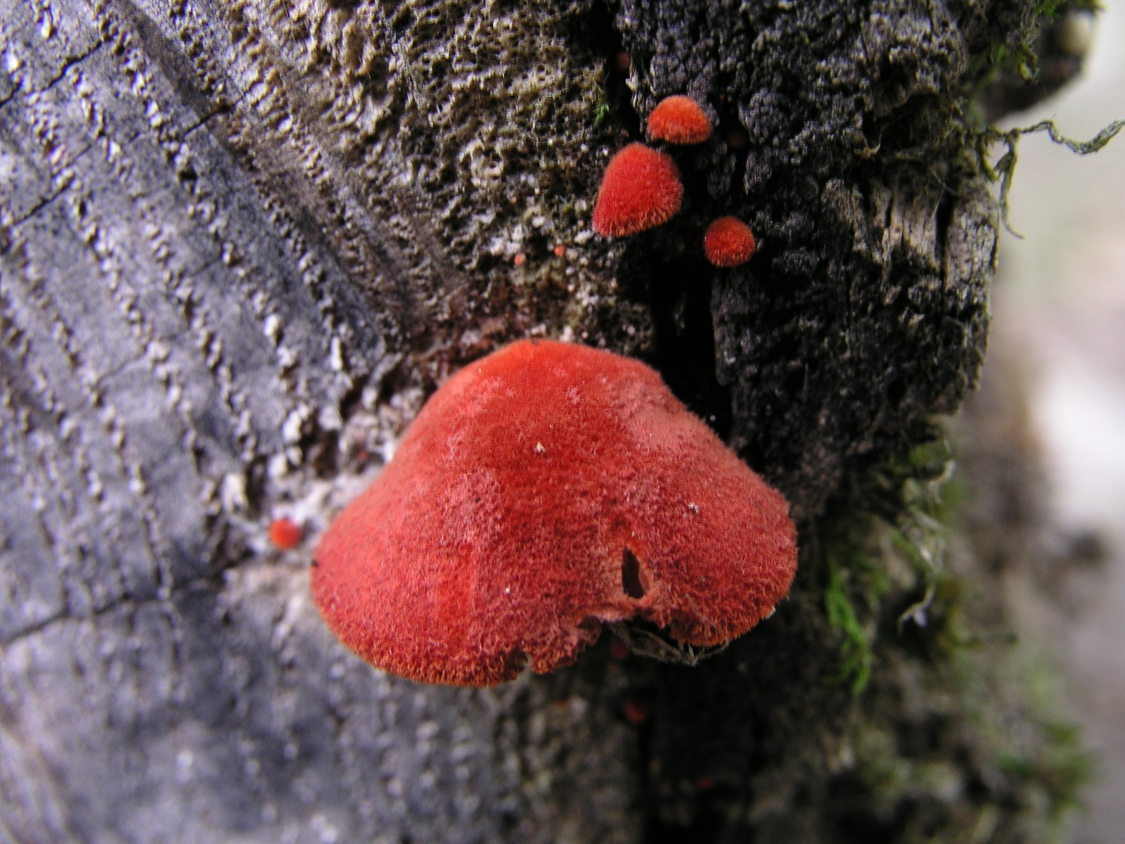 20060801143725 Crimson Red Velvety Fungi - Manitoulin Island.JPG