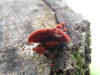 20060801143847 Crimson Red Velvety Fungi - Manitoulin Island.JPG