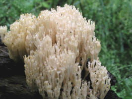 Crown Coral Fungi/200506166817 Crown Coral Fungi (Clavicorona pyxidata) - Oakland Co.jpg