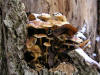 200412113171 Deadly Galerina mushroom (Galerina autumnalis) - growing on dead tree - Oakland Co.HTM