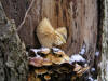 200412113175 Deadly Galerina mushroom (Galerina autumnalis) - growing on dead tree - Oakland Co.HTM