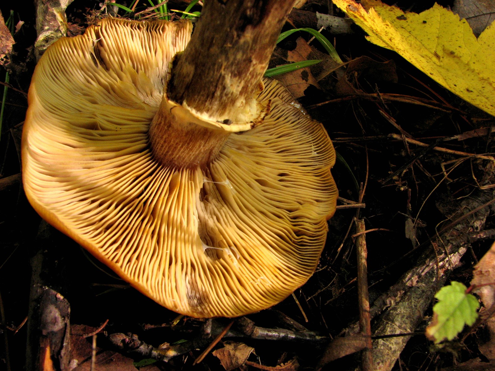 20091010154508 Deadly Galernia (Galerina autumnalis) gill mushroom - Bald Mountain RA, Oakland Co.JPG