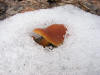 20080322170101 Unknown Gill Fungus - Isabella Co.JPG