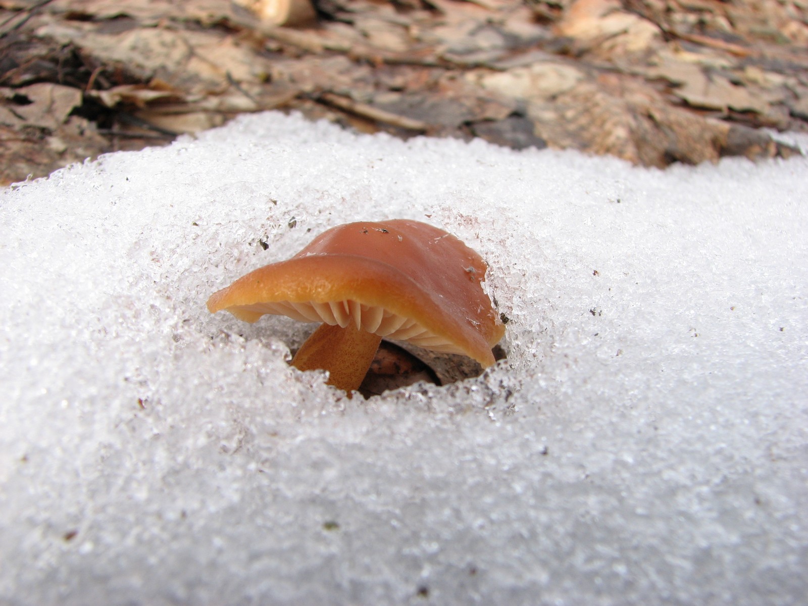 20080322170102 Unknown Gill Fungus - Isabella Co.JPG