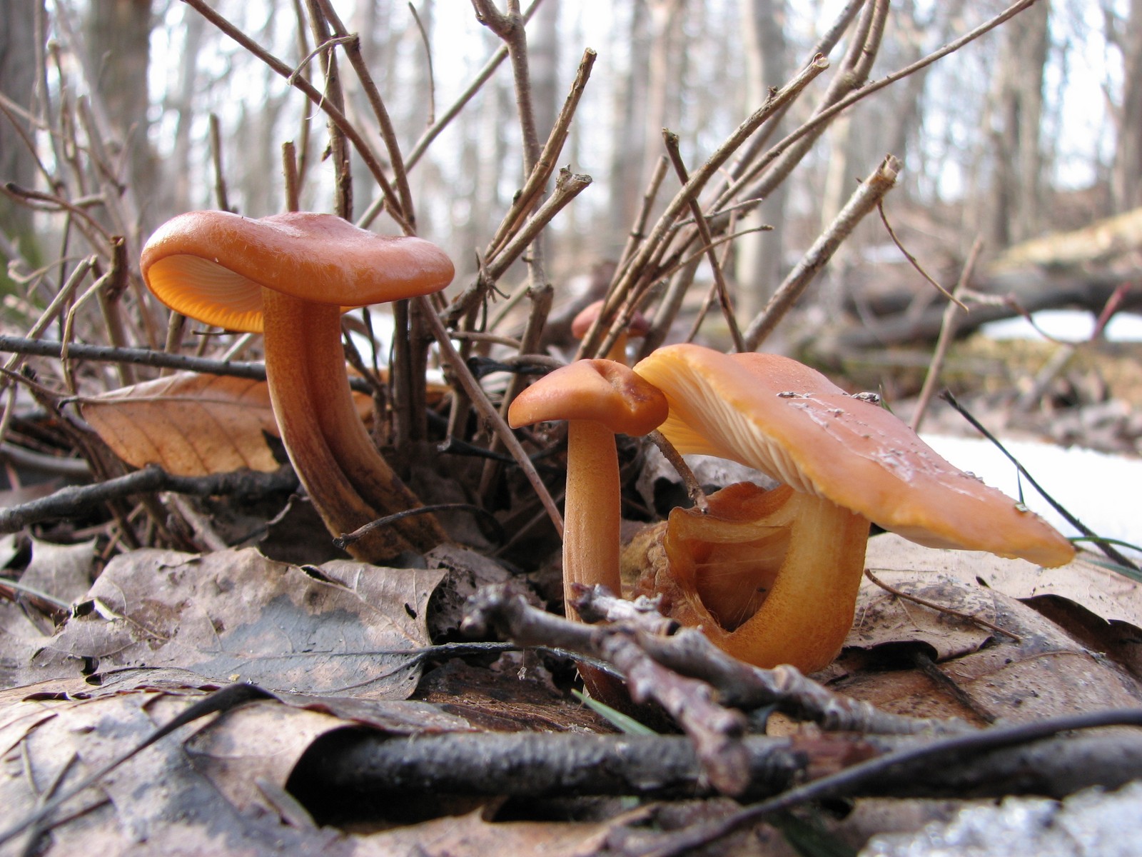 20080322170203 Unknown Gill Fungus - Isabella Co.JPG