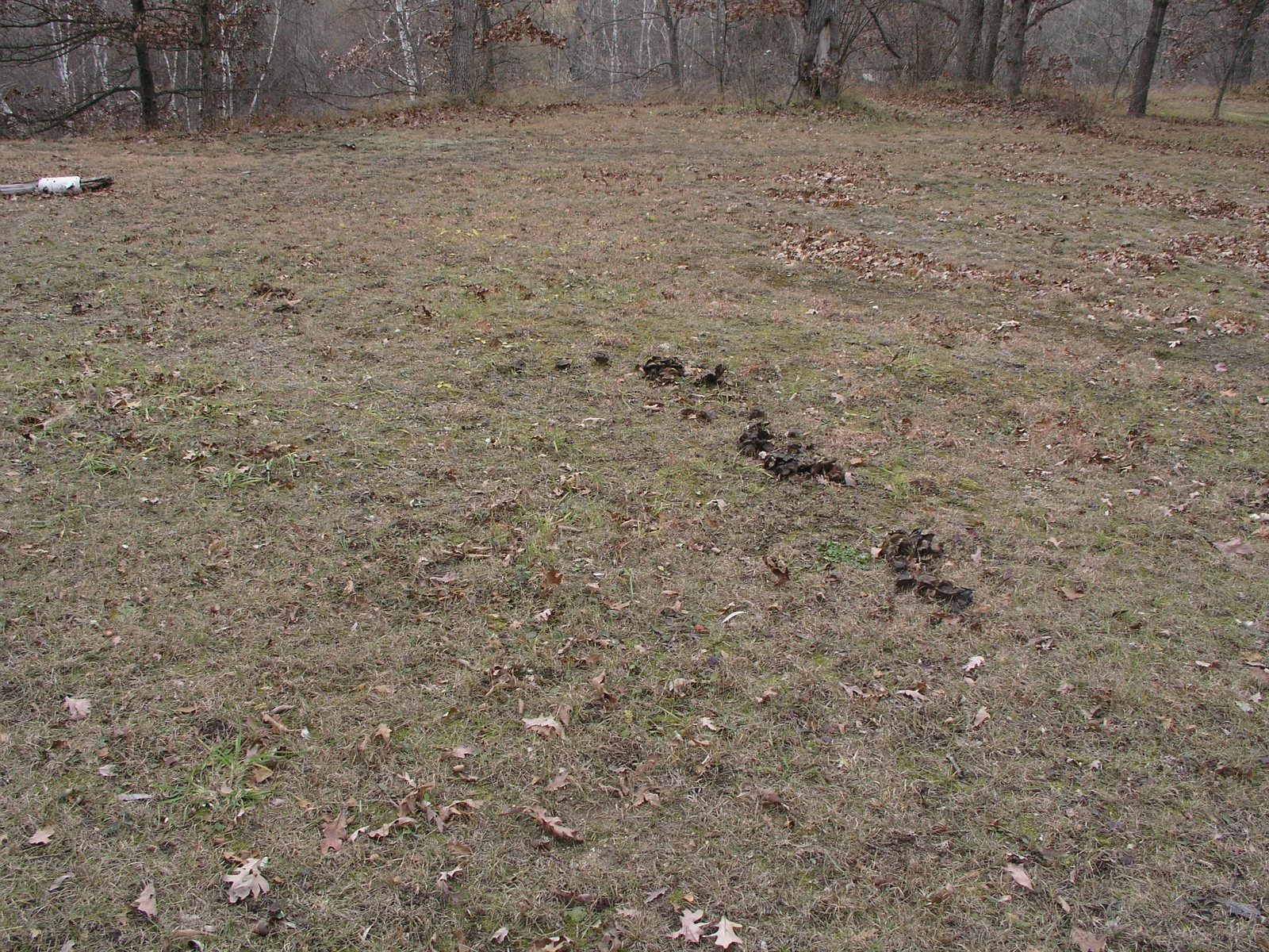 200511130636 Fairy Ring - Isabella Co.jpg