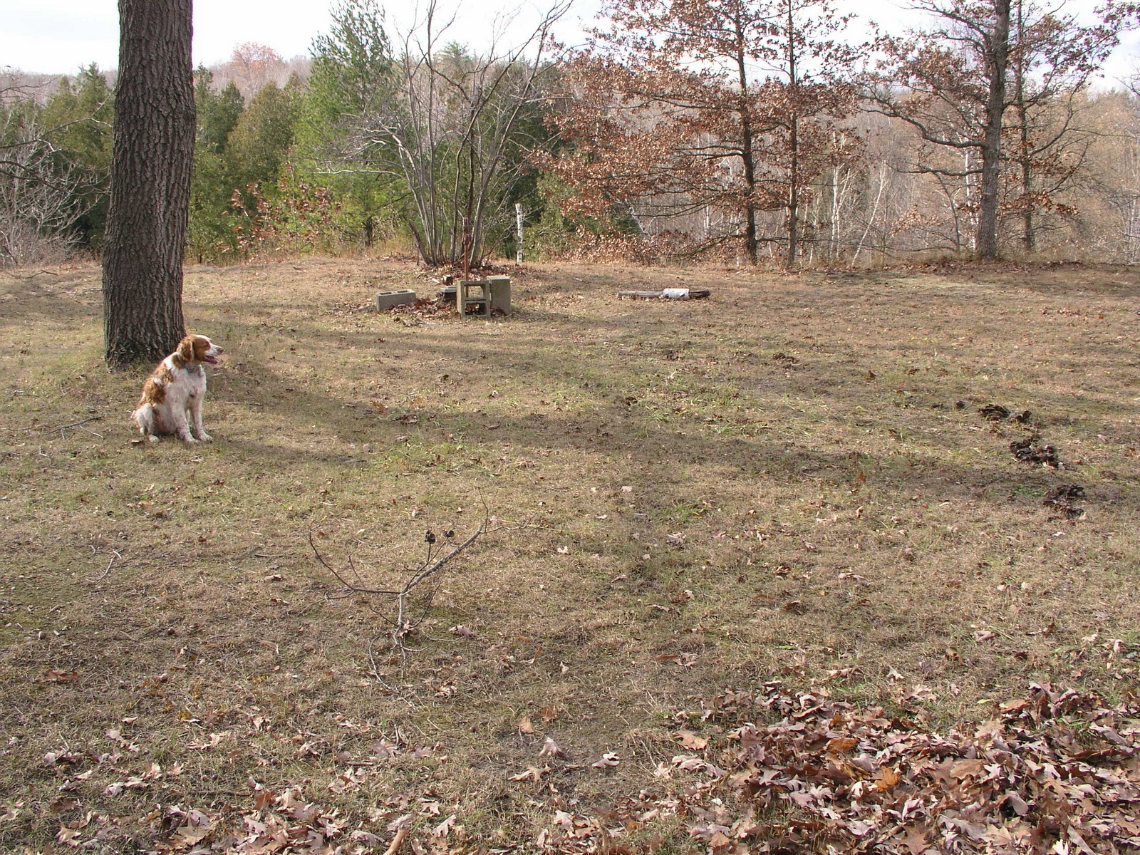 200511130639 Fairy Ring - Isabella Co.jpg