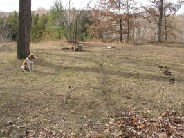 Fairy Ring - Large/200511130639 Fairy Ring - Isabella Co.jpg