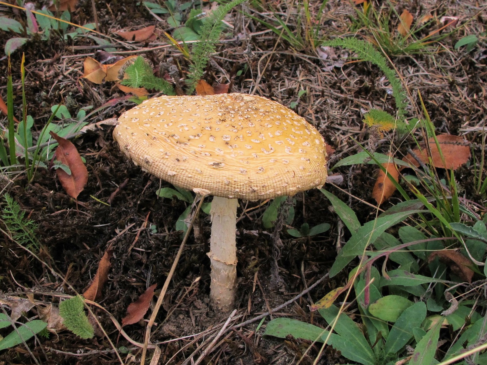 201209301809036  Fly Agaric (Amanita muscaria) - Bald Mountain RA.JPG