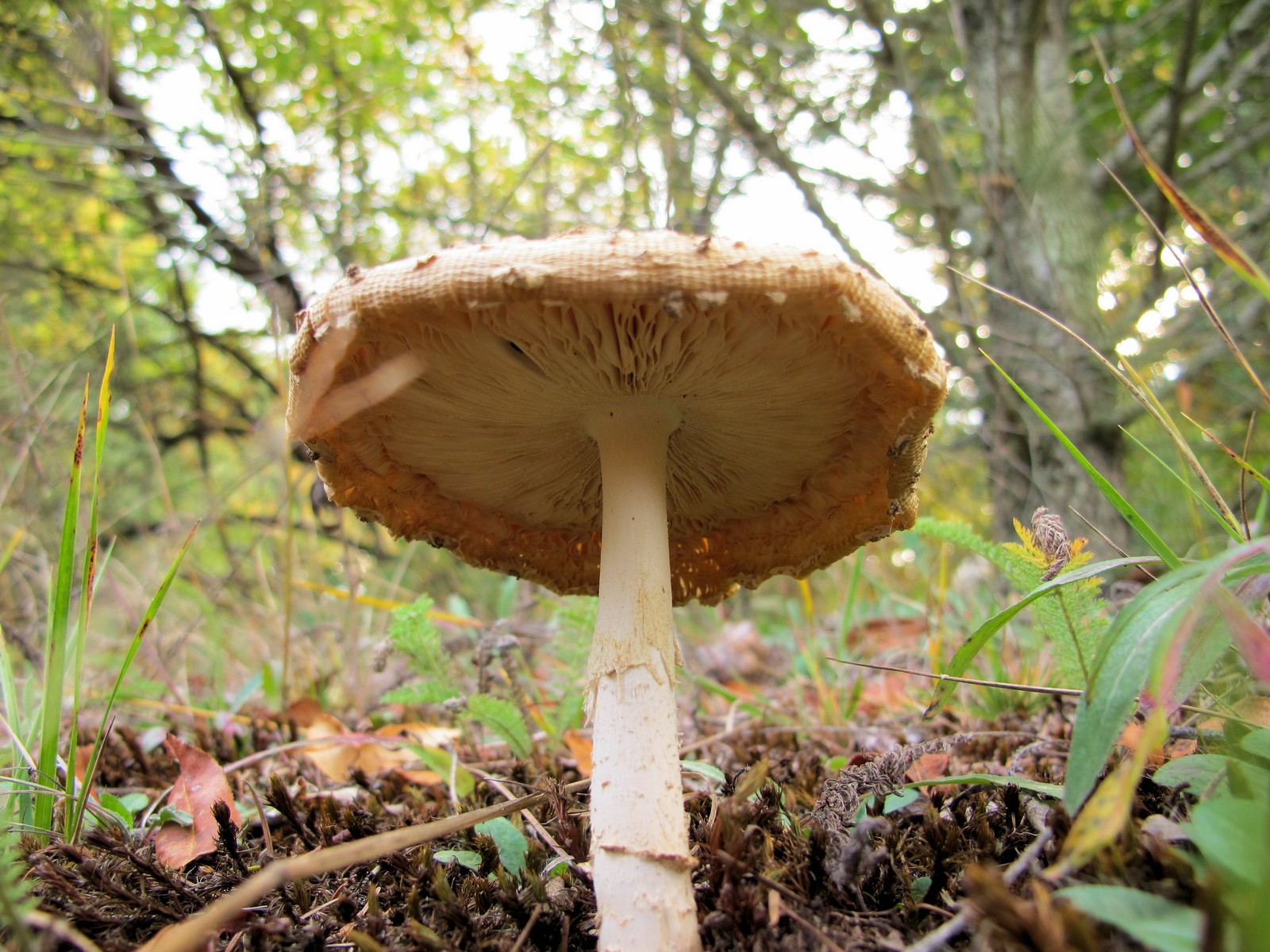 201209301809040  Fly Agaric (Amanita muscaria) - Bald Mountain RA.JPG