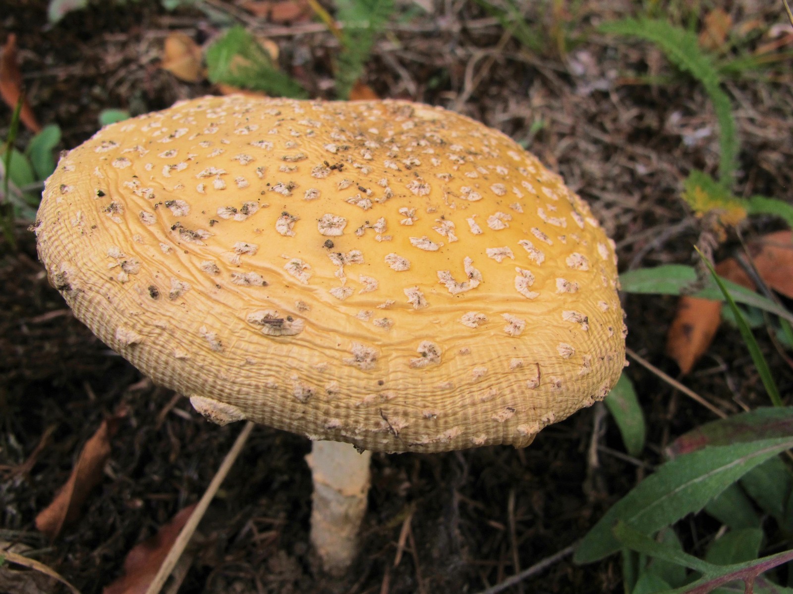 201209301809042  Fly Agaric (Amanita muscaria) - Bald Mountain RA.JPG