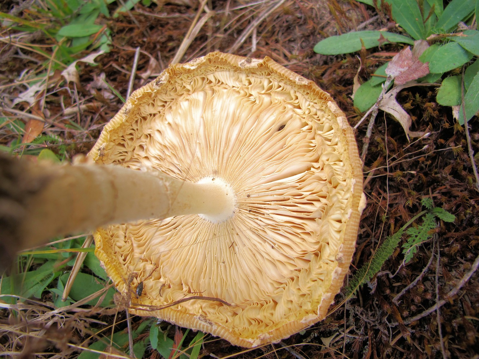 201209301809047  Fly Agaric (Amanita muscaria) - Bald Mountain RA.JPG