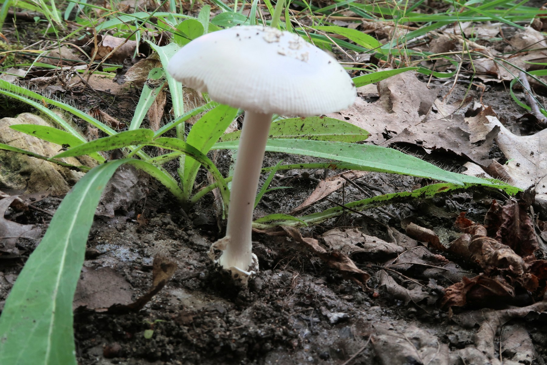 20170801162718037 Gem-Studded Amanita (Amanita gemmata) white Mushroom - Manitoulin Island.JPG