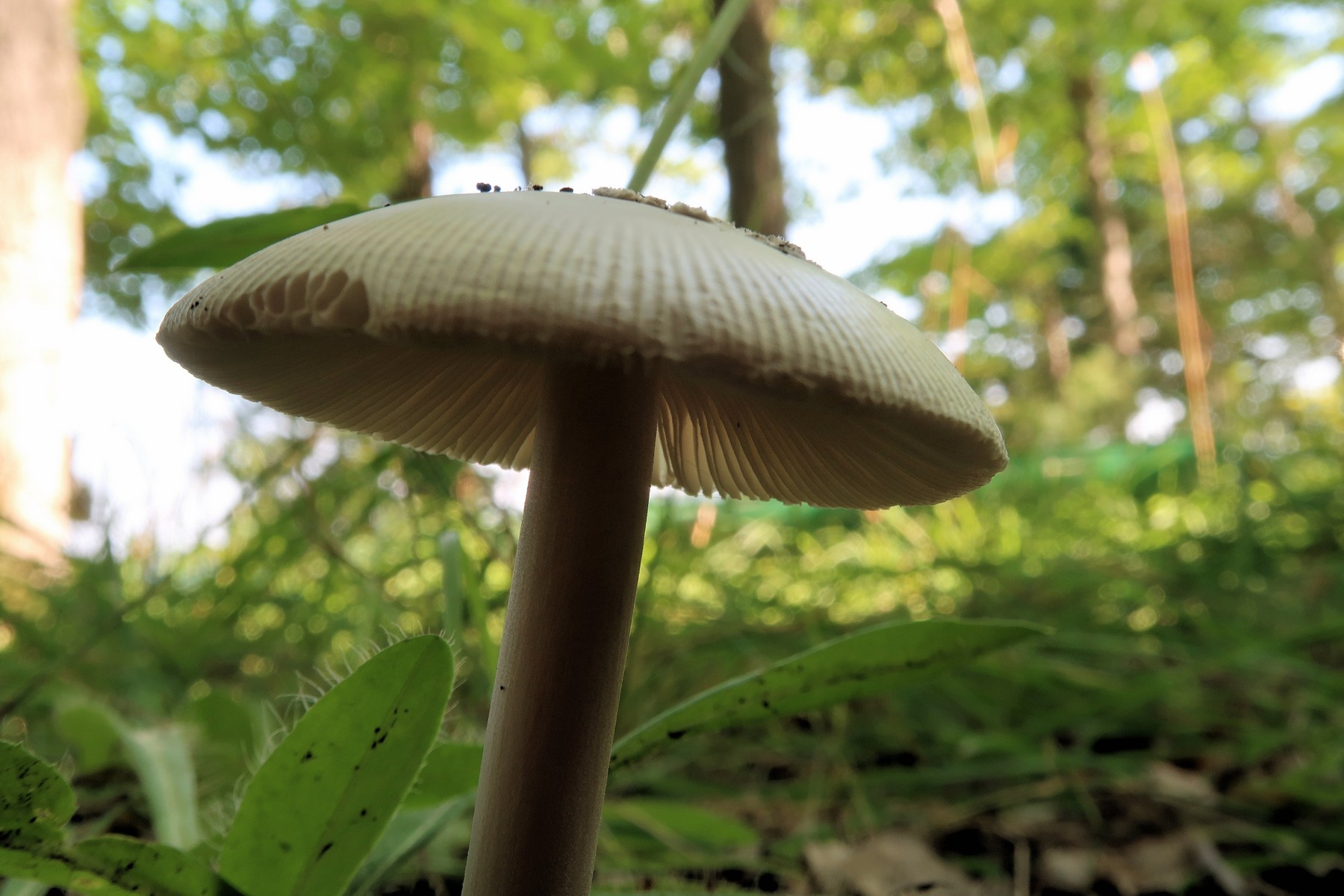 20170801162727038 Gem-Studded Amanita (Amanita gemmata) white Mushroom - Manitoulin Island.JPG