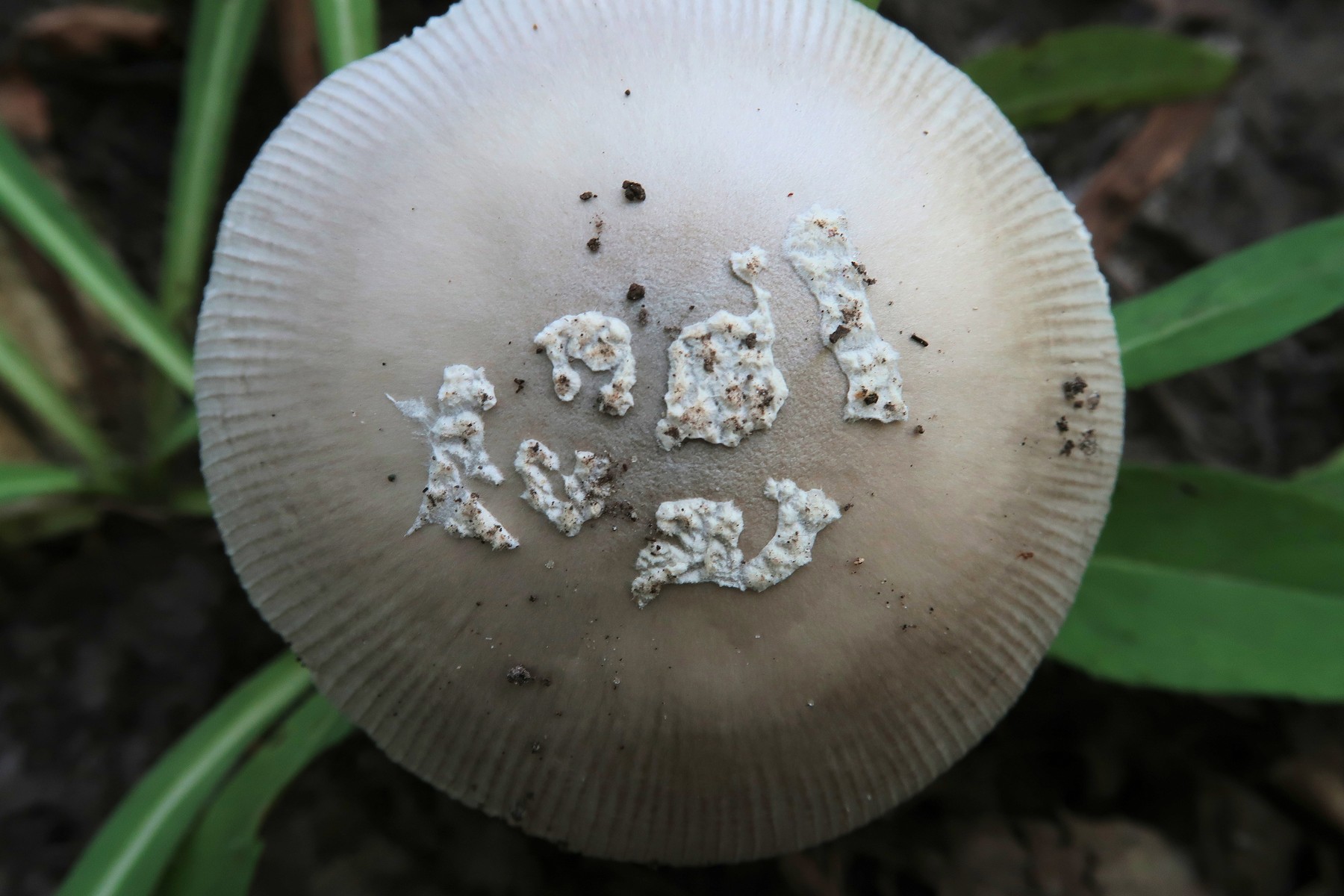 20170801162814041 Gem-Studded Amanita (Amanita gemmata) white Mushroom - Manitoulin Island.JPG