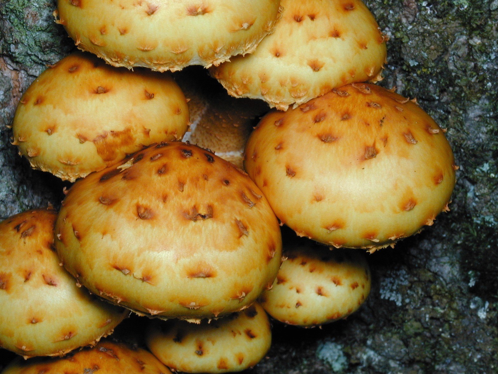 200009300053 Golden Pholiota  (Pholiota aurivella) orange Mushrooms - Manitoulin Island, ON.JPG