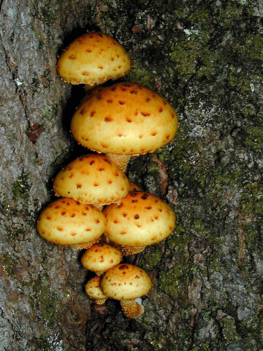 200009300055 Golden Pholiota  (Pholiota aurivella) orange Mushrooms - Manitoulin Island, ON.JPG