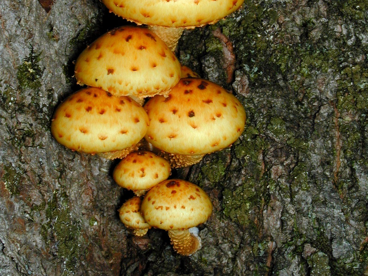 200009300055b Golden Pholiota  (Pholiota aurivella) orange Mushrooms - Manitoulin Island, ON.JPG