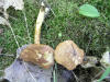 200508058776 Graceful Bolete Mushroom (Austroboletus gracilis) - Manitoulin.jpg