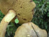 200508058777 Graceful Bolete Mushroom (Austroboletus gracilis) - Manitoulin.jpg