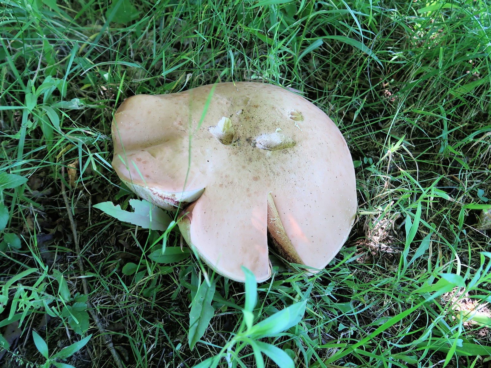 20170715124856005 Graceful Bolete Mushroom (Austroboletus gracilis) - Forest, ON.JPG