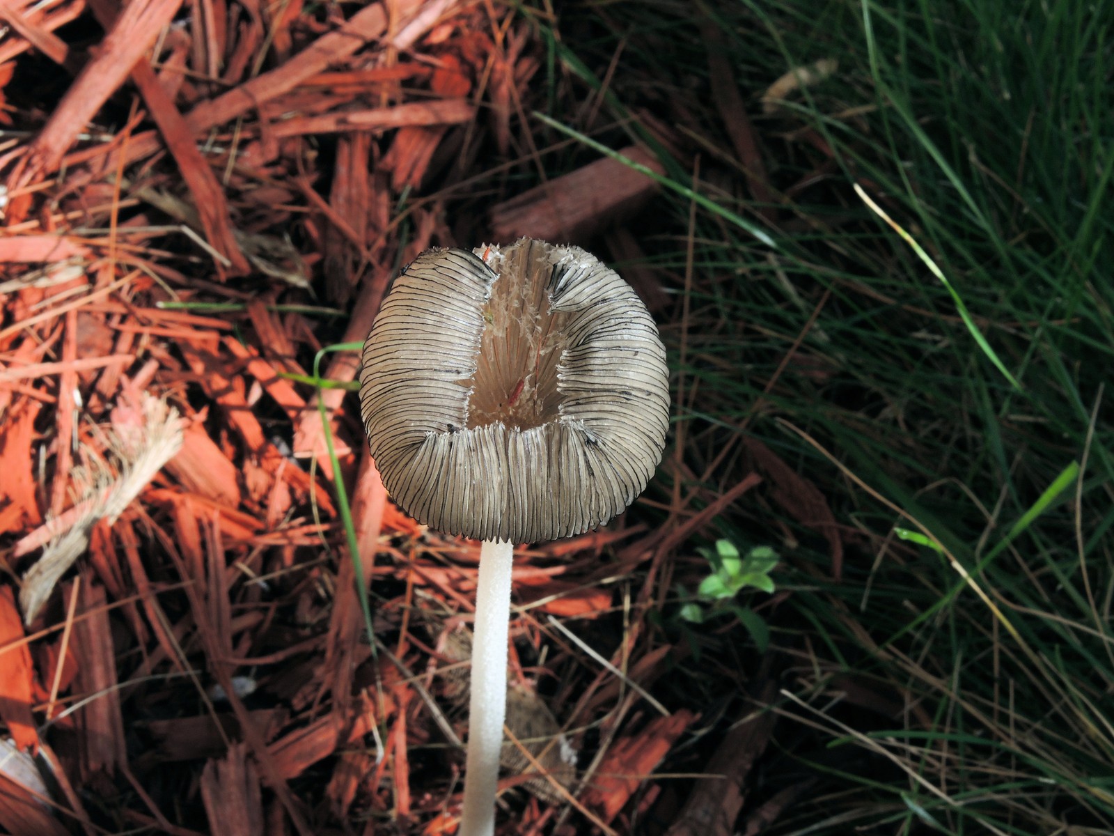 20160918104111007 Hare'sfoot Inkcap (Coprinopsis lagopus) - Oakland Co, MI.JPG