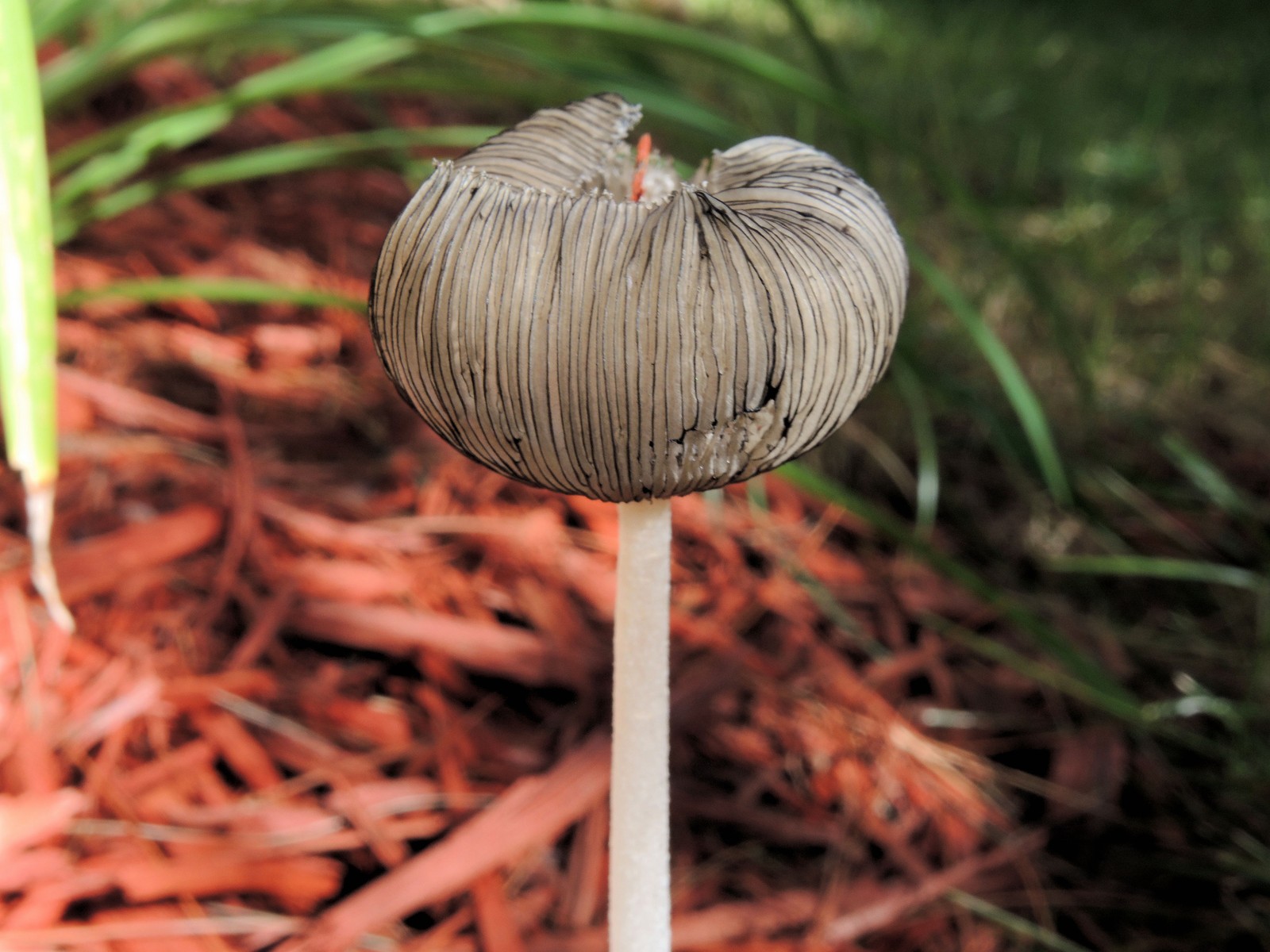 20160918104134014 Hare'sfoot Inkcap (Coprinopsis lagopus) - Oakland Co, MI.JPG