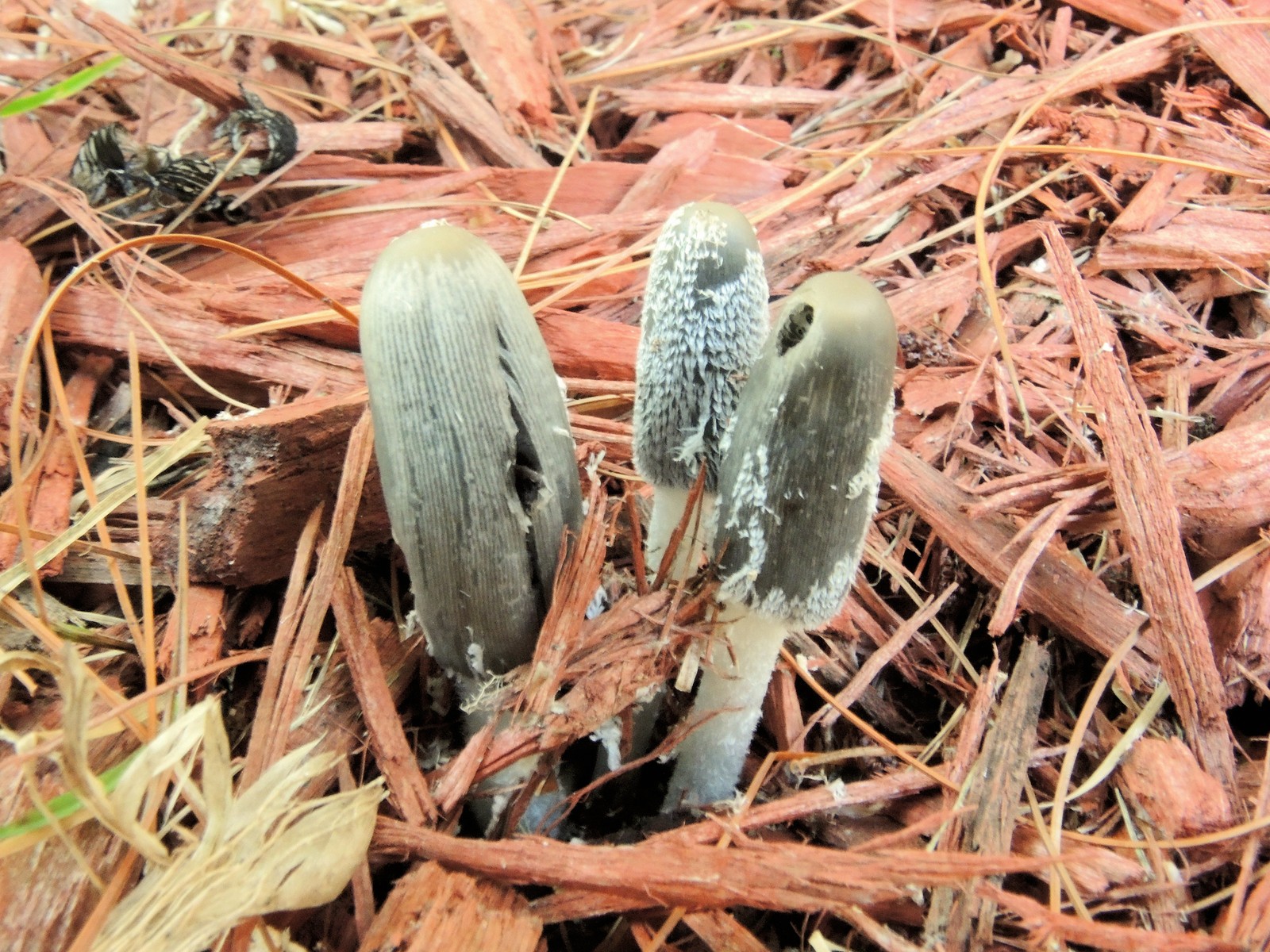 20161005150951003 Hare'sfoot Inkcap (Coprinopsis lagopus) - Oakland Co, MI.JPG