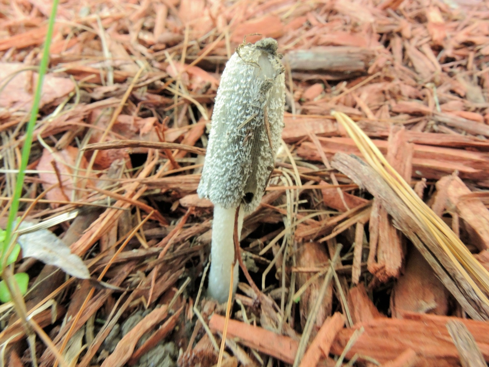 20161005151042004 Hare'sfoot Inkcap (Coprinopsis lagopus) - Oakland Co, MI.JPG