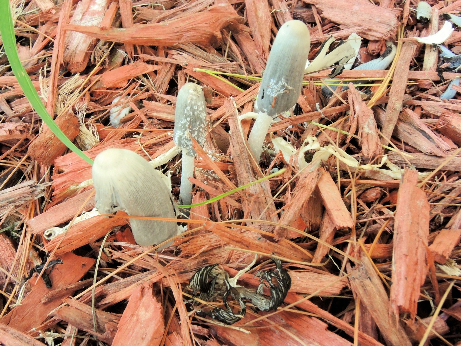 20161005151111005 Hare'sfoot Inkcap (Coprinopsis lagopus) - Oakland Co, MI.JPG