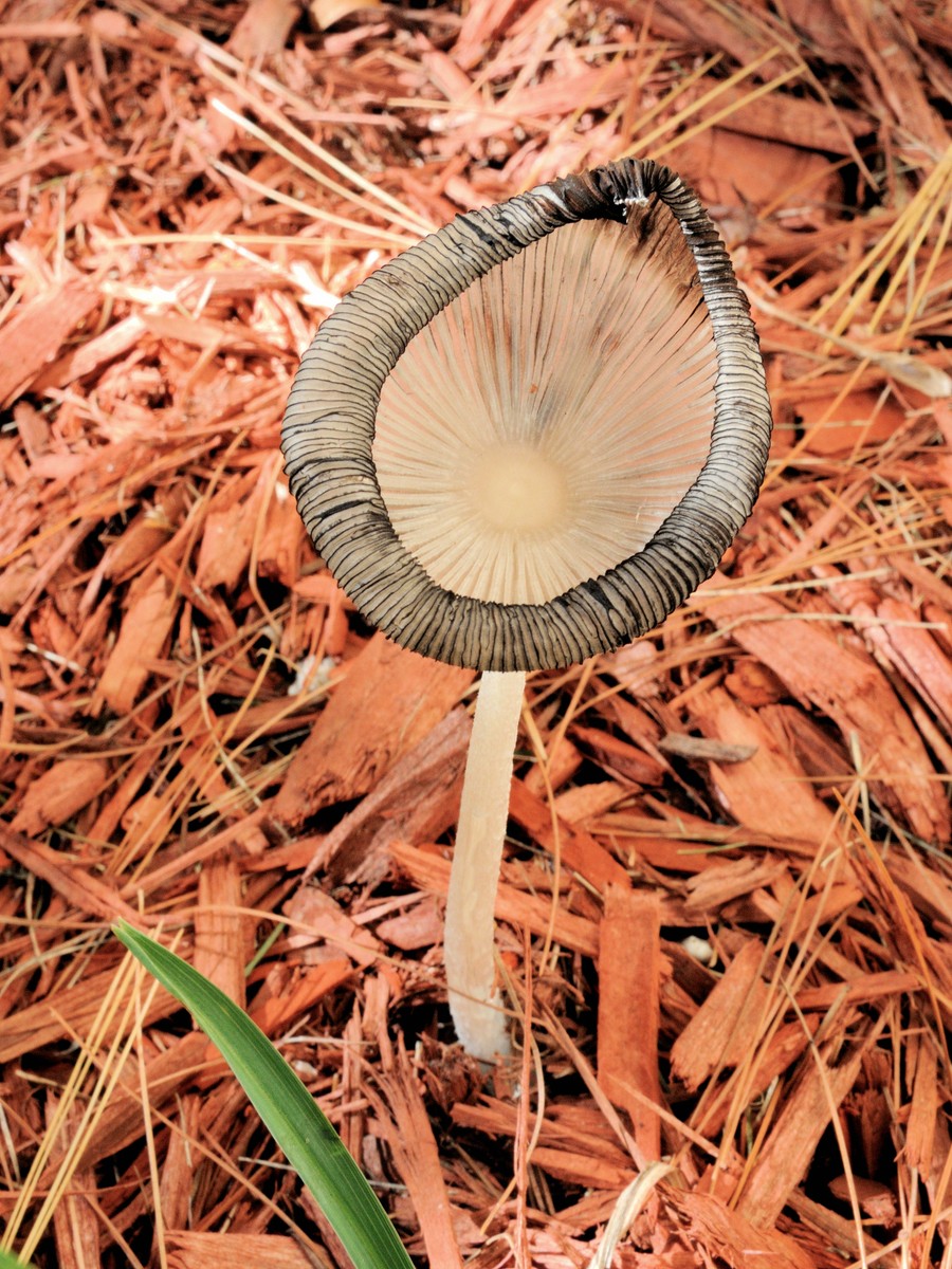 20161008083057003 Hare'sfoot Inkcap (Coprinopsis lagopus) - Oakland Co, MI.JPG