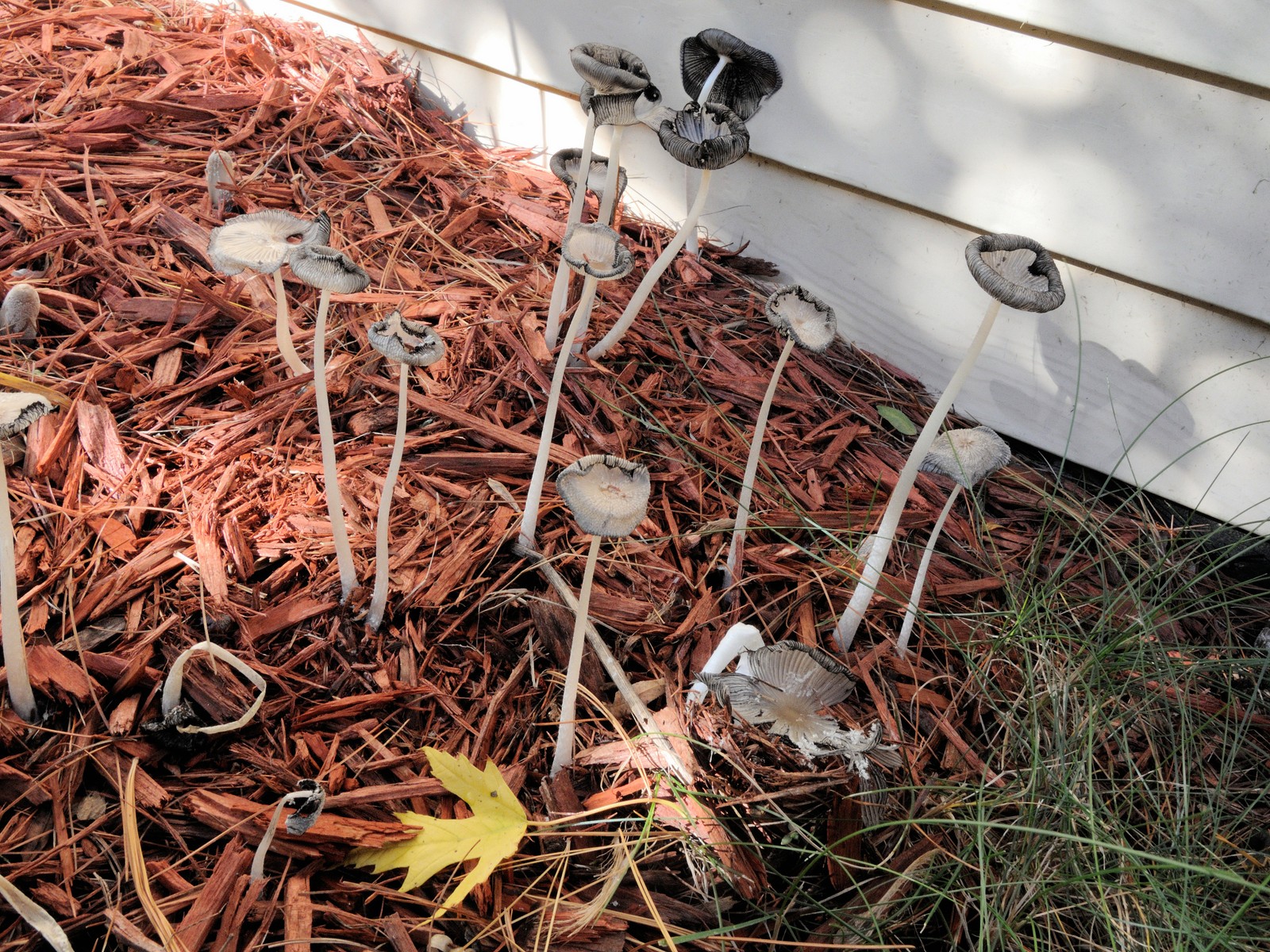 20161008083203005 Hare'sfoot Inkcap (Coprinopsis lagopus) - Oakland Co, MI.JPG